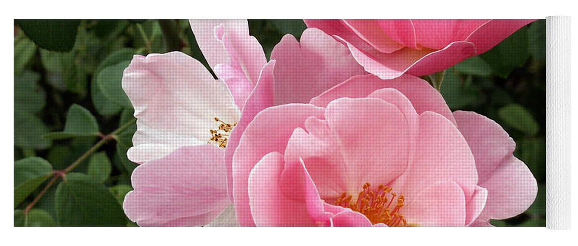 Pink Roses Yoga Mat featuring the photograph Pink Roses 2 by Amy Fose