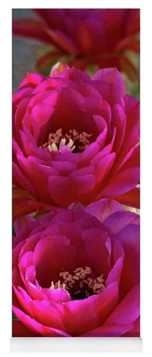 Pink Torch Cactus Flowers Yoga Mat featuring the photograph Pink Torch Cactus Flowers by Saija Lehtonen