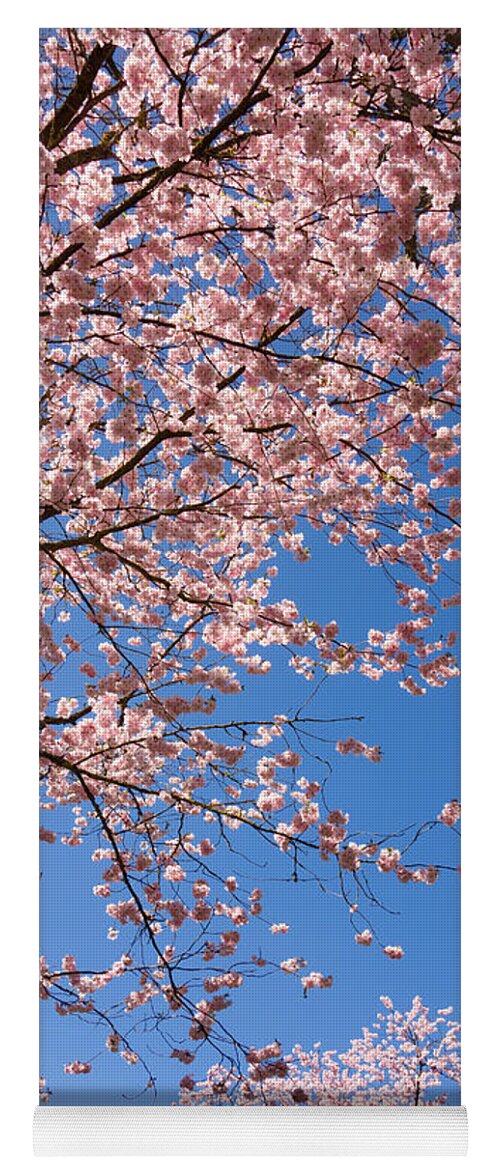 Pink Yoga Mat featuring the photograph Pink trees in full bloom in spring by Matthias Hauser