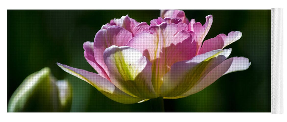 Sun Yoga Mat featuring the photograph Pink Tulip by Angela DeFrias