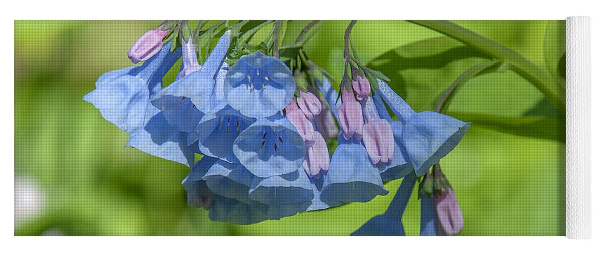 Nature Yoga Mat featuring the photograph Pink Virginia Bluebells or Virginia Cowslip DSPF0334 by Gerry Gantt