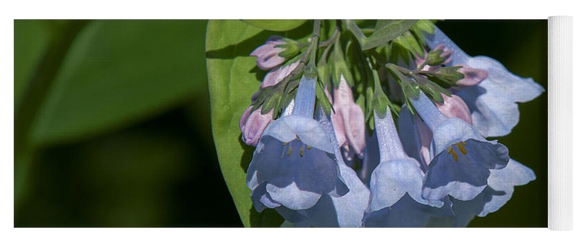 Nature Yoga Mat featuring the photograph Pink Virginia Bluebells or Virginia Cowslip DSPF0338 by Gerry Gantt