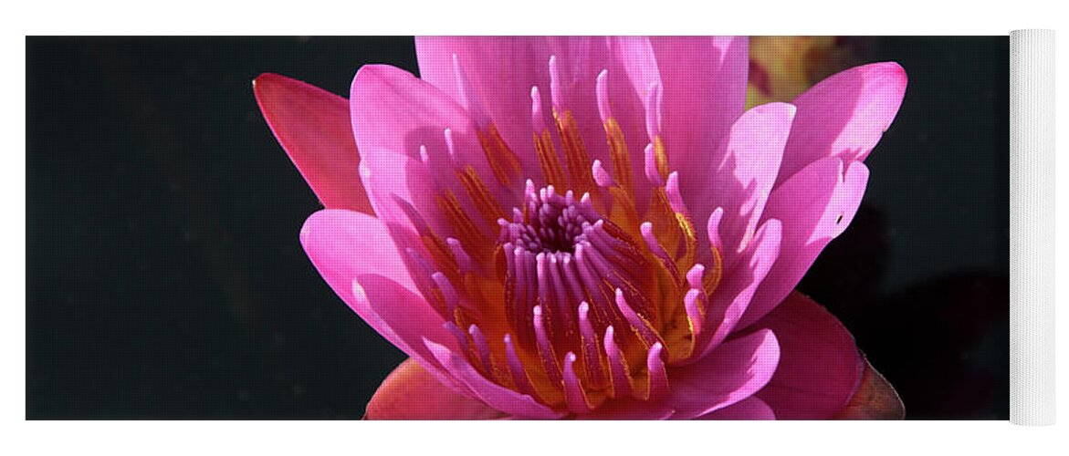 Waterlily Yoga Mat featuring the photograph Pink Waterlily by William Kuta