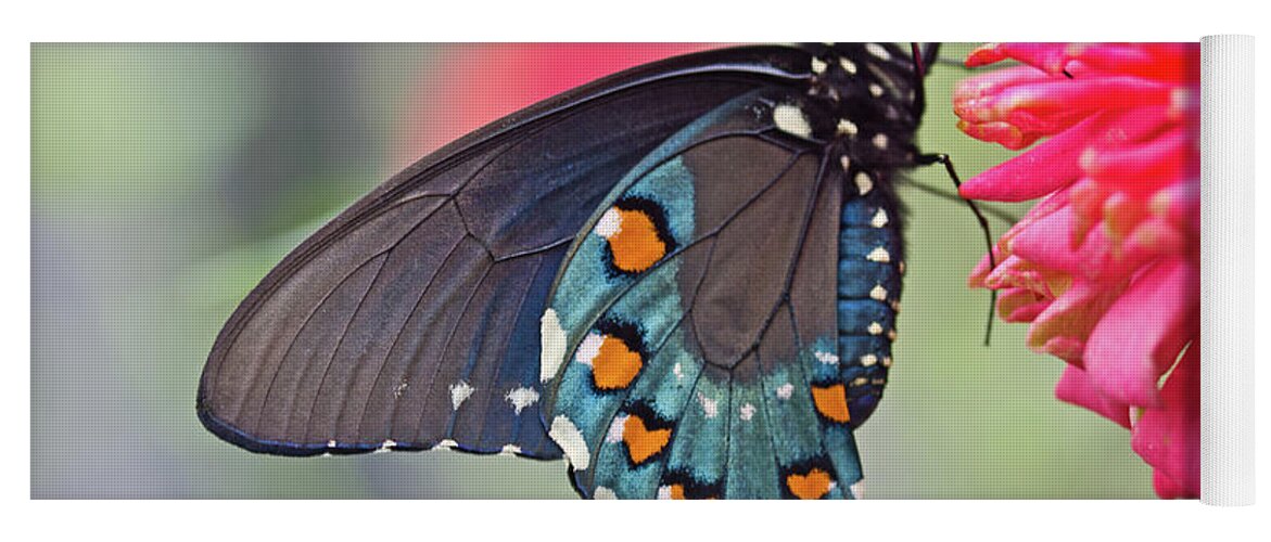 Butterfly Yoga Mat featuring the photograph Pipevine Swallowtail Butterfly by David Freuthal