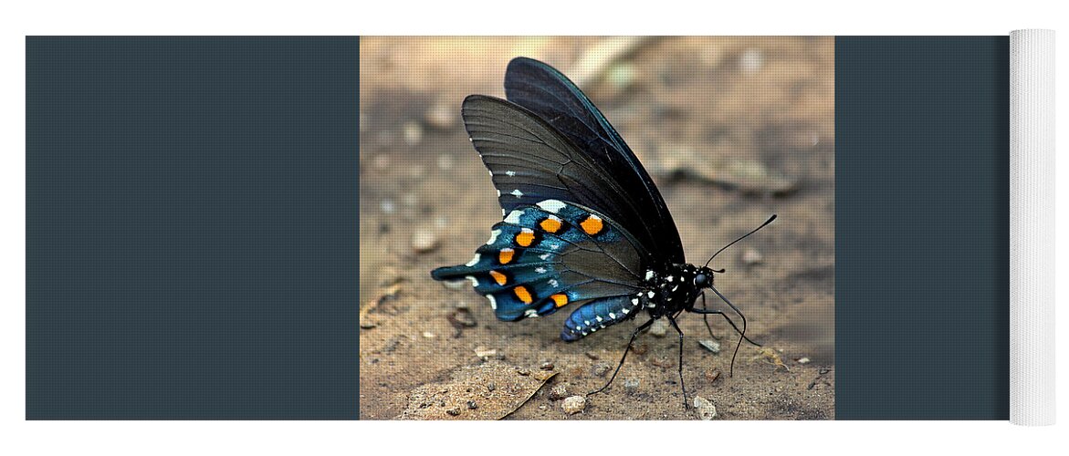 Nature Yoga Mat featuring the photograph Pipevine Swallowtail Close-up by Sheila Brown