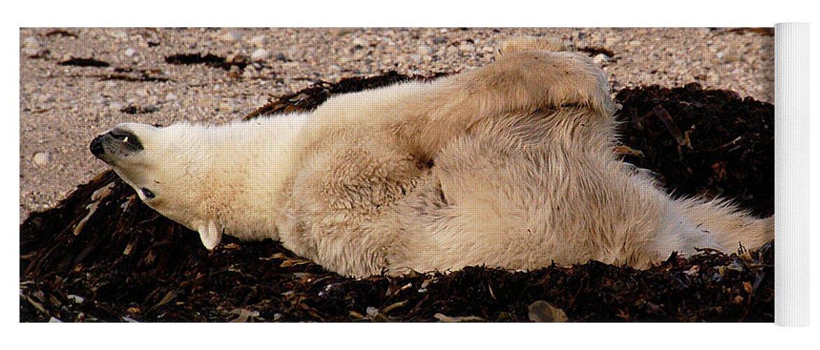 Polar Yoga Mat featuring the photograph Polar Bear Warmup by Ted Keller