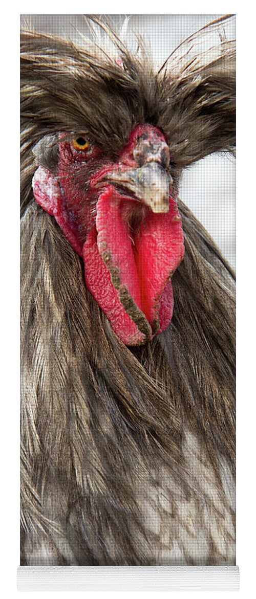 Polish Yoga Mat featuring the photograph Polish Rooster by Jeannette Hunt