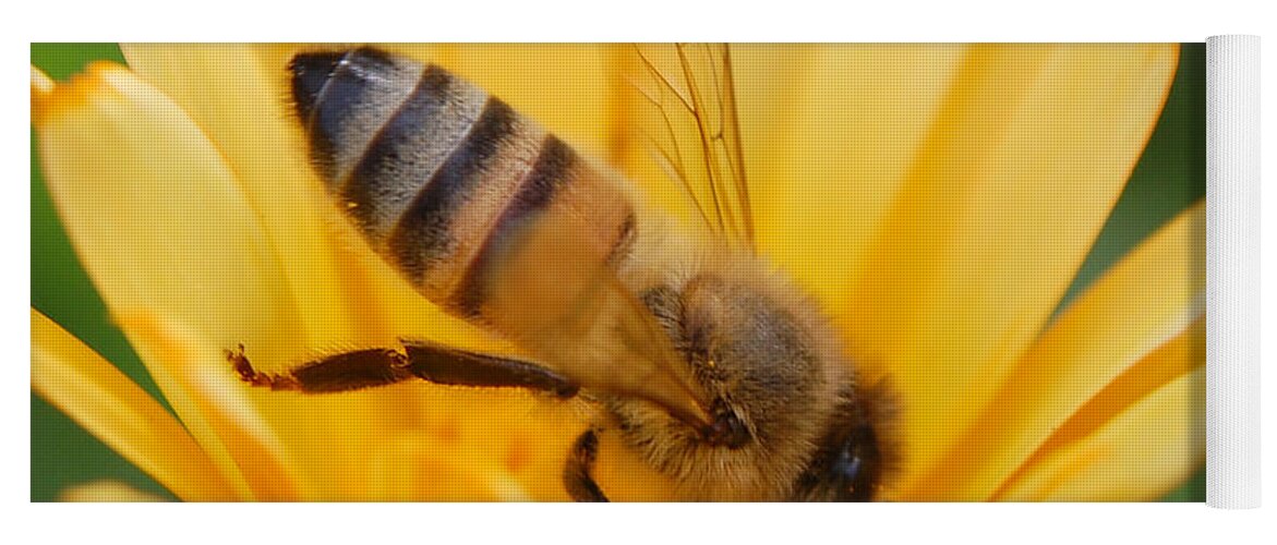 Bee Yoga Mat featuring the photograph Pollination 2 by Amy Fose