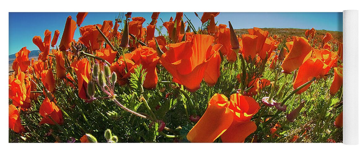 Poppies Yoga Mat featuring the photograph Poppies by Harry Spitz