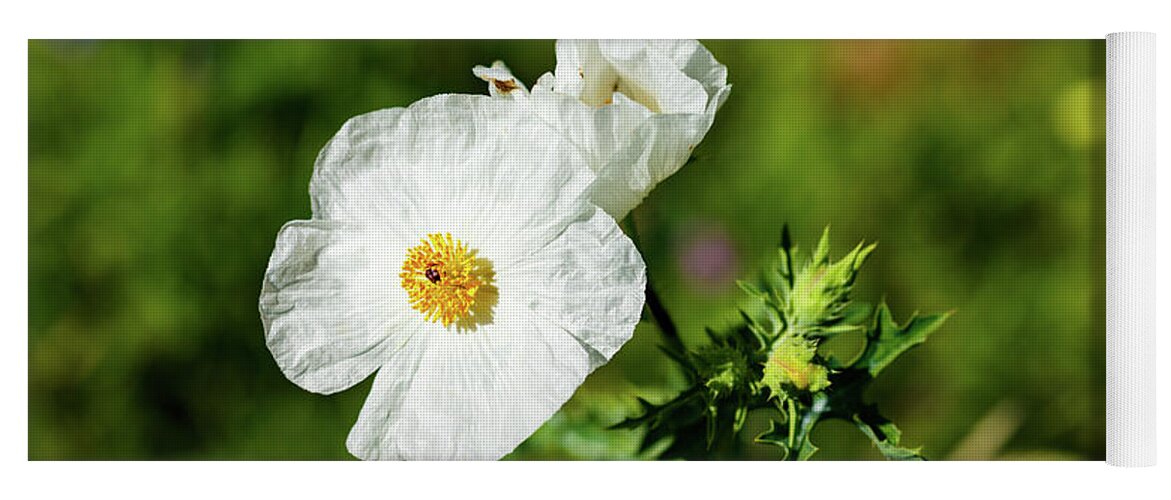 Austin Yoga Mat featuring the photograph Poppy Wildflower by Raul Rodriguez