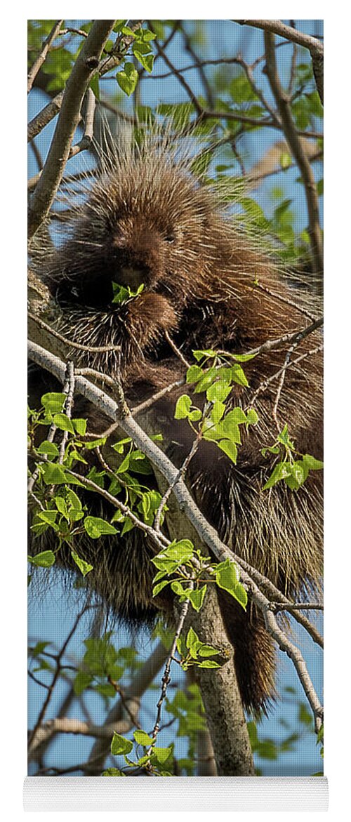 Jay State Cooke Park Yoga Mat featuring the photograph Porcupine Snack by Joan Wallner