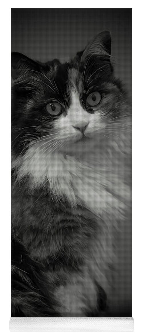 Cat Yoga Mat featuring the photograph Portrait of a Cat by Mats Silvan