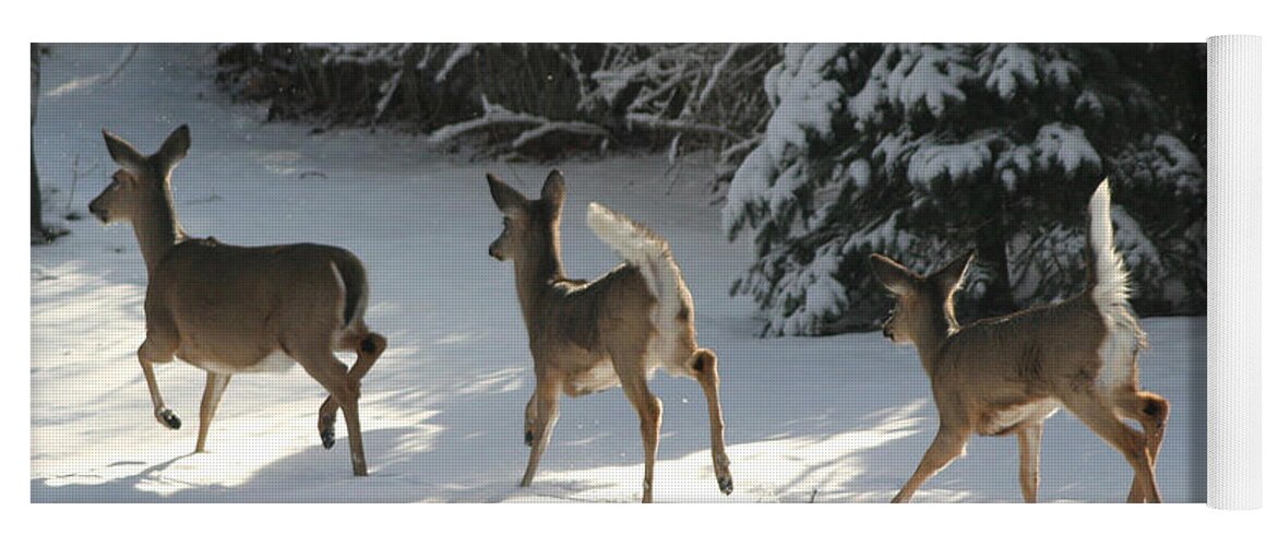 Deer Yoga Mat featuring the photograph Prancing Through The Snow by Living Color Photography Lorraine Lynch