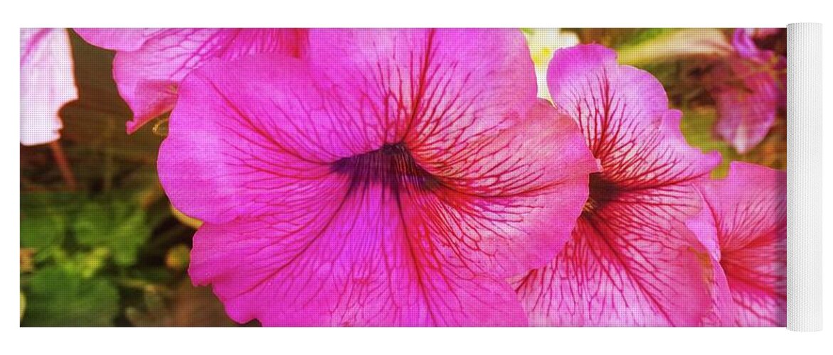 Pretty Pink Petunias Yoga Mat featuring the photograph Pretty Pink Petunias by Femina Photo Art By Maggie
