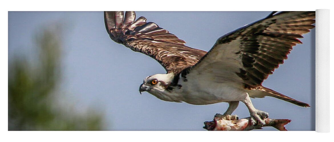 Osprey Yoga Mat featuring the photograph Prey in Talons by Tom Claud