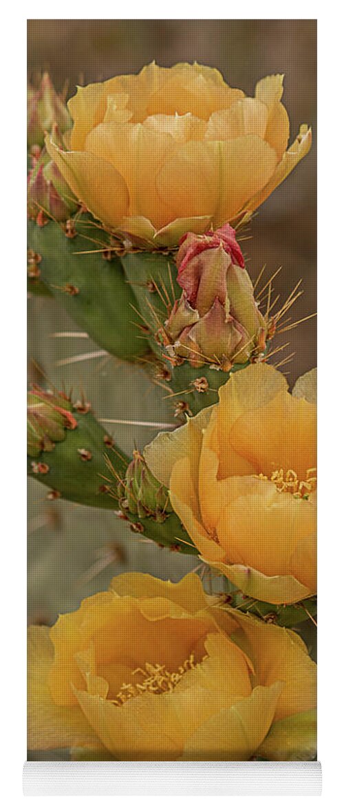Cactus Yoga Mat featuring the photograph Prickly Pear Blossom Trio by Teresa Wilson