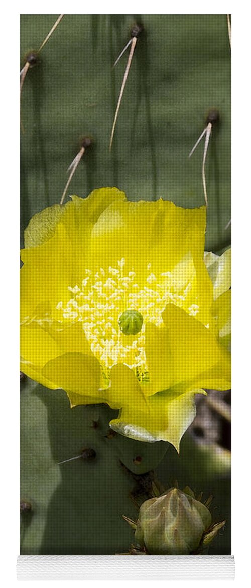 Opuntia Littoralis Yoga Mat featuring the photograph Prickly Pear Cactus Blossom - Opuntia littoralis by Kathy Clark