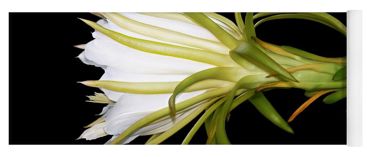 Night Blooming Cereus Yoga Mat featuring the photograph Profile Night Blooming Cereus by Barbara Chichester