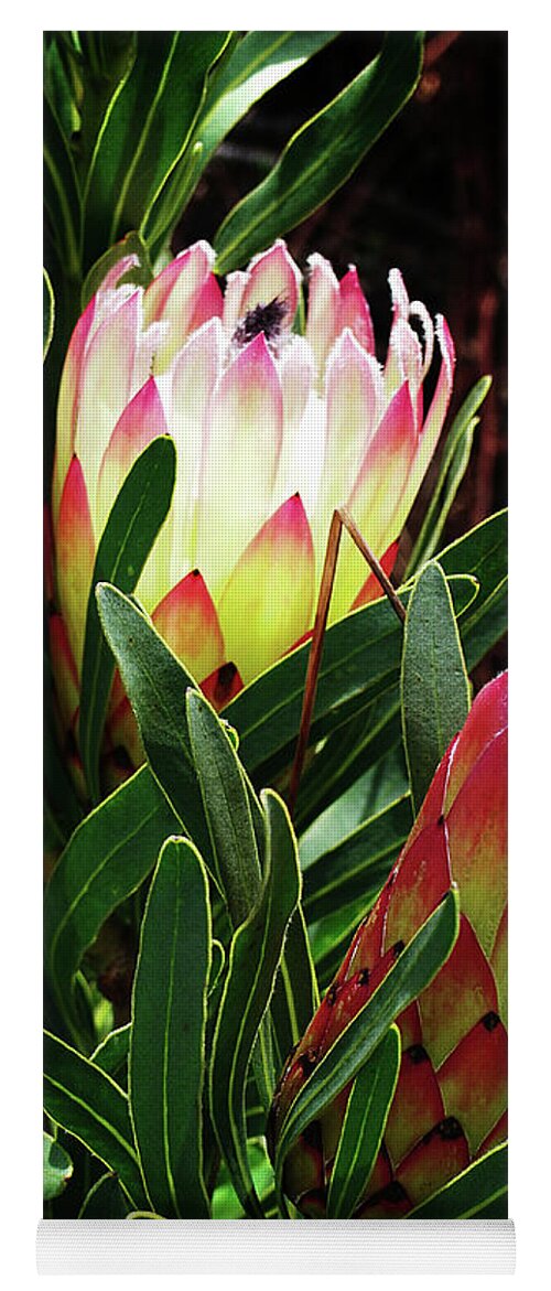 Africa Yoga Mat featuring the photograph Protea Flower 3 by Xueling Zou