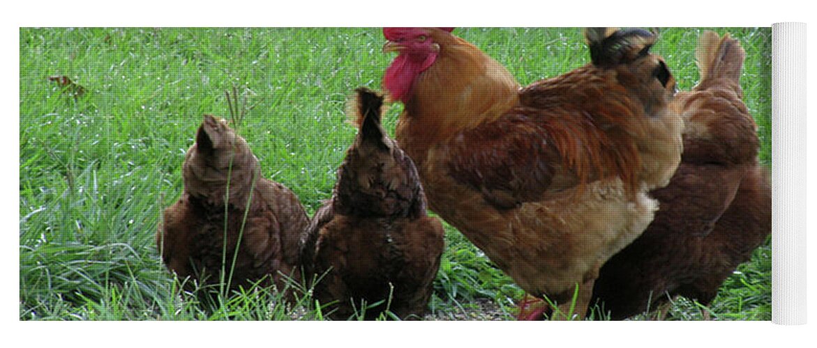 Chicken Yoga Mat featuring the photograph Protection From Harm by Donna Brown