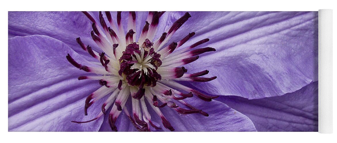 Flowers Yoga Mat featuring the photograph Purple Clematis Blossom by Louis Dallara