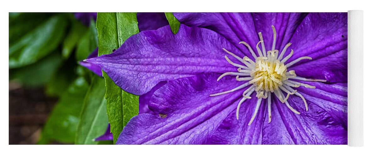 Fa 31 Yoga Mat featuring the photograph Purple Clematis by Lori Coleman