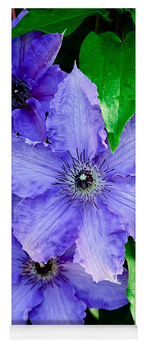 Flowers Yoga Mat featuring the photograph Purple Clematis by Louis Dallara