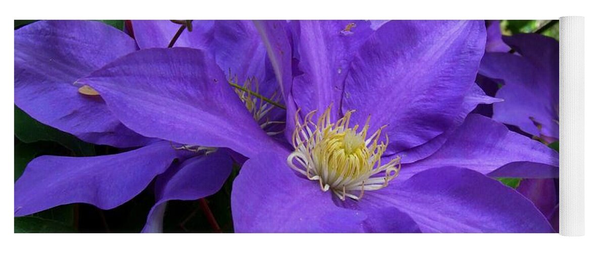 Clematis Yoga Mat featuring the photograph Purple Clematis by Michiale Schneider