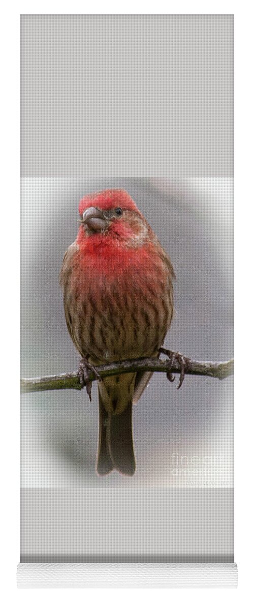 Nature Yoga Mat featuring the photograph Purple Finch by Barry Bohn