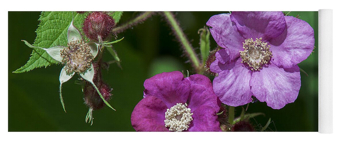 Nature Yoga Mat featuring the photograph Purple-flowering Raspberry DSMF0222 by Gerry Gantt