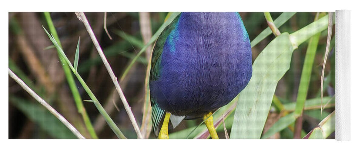Nature Yoga Mat featuring the photograph Purple Gallinule by Robert Frederick