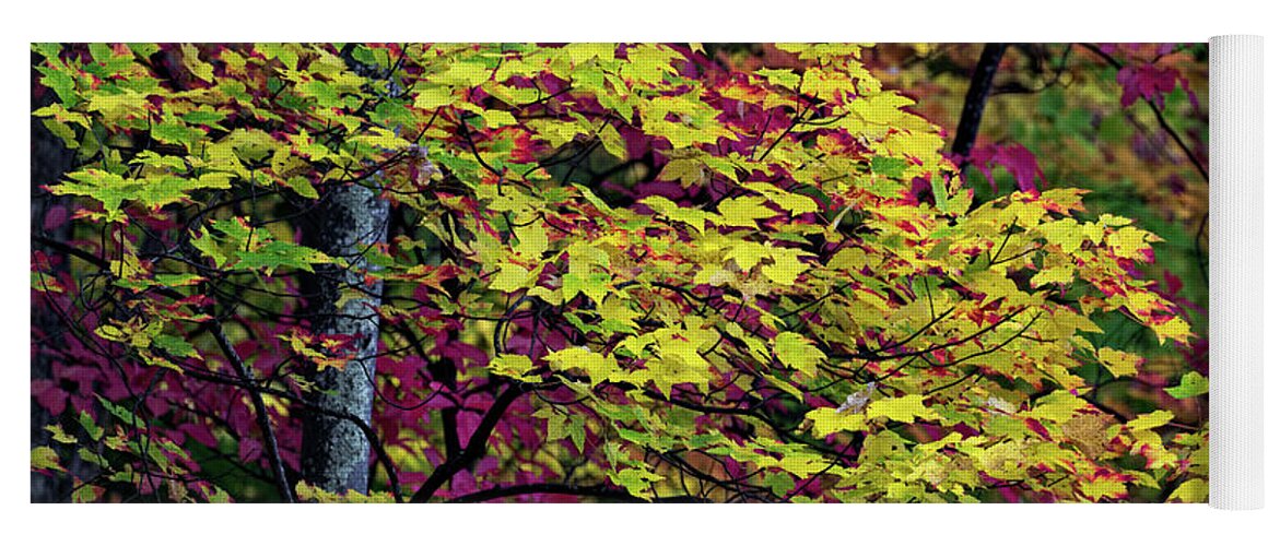 Roaring Fork Yoga Mat featuring the photograph Purple Gold by Doug Sturgess