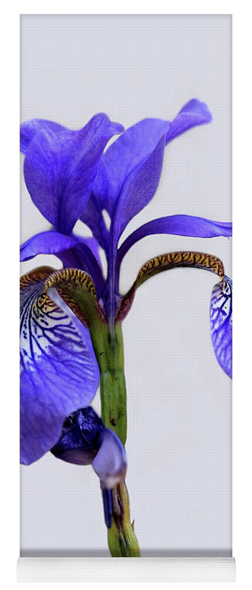 Beardless Yoga Mat featuring the photograph Purple Iris on White 2016 by Karen Adams