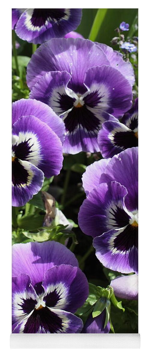 Purple Yoga Mat featuring the photograph Purple Pansies by Carol Groenen