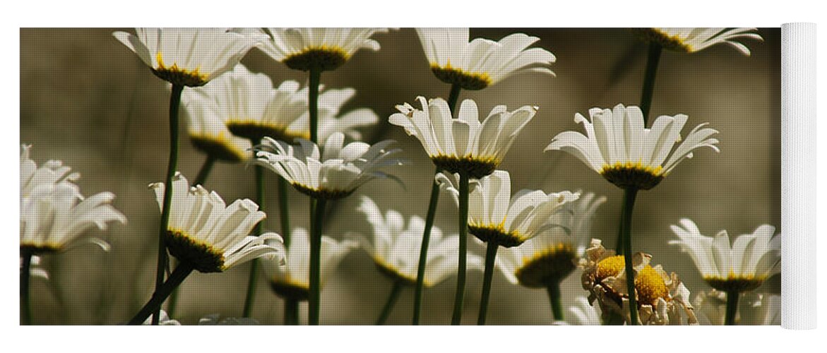 Daisy Yoga Mat featuring the photograph Pushing Up Daisies by Donna Blackhall