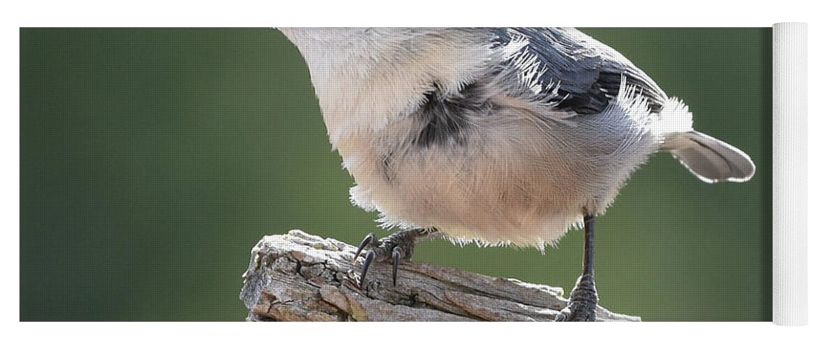 Nuthatch Yoga Mat featuring the photograph Pygmy Nuthatch by Ben Foster