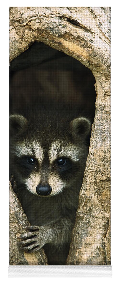 Mp Yoga Mat featuring the photograph Raccoon Procyon Lotor Baby Peering by Konrad Wothe