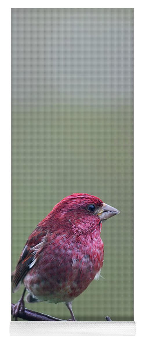 Nature Yoga Mat featuring the photograph Rainy Day Finch by Sue Capuano