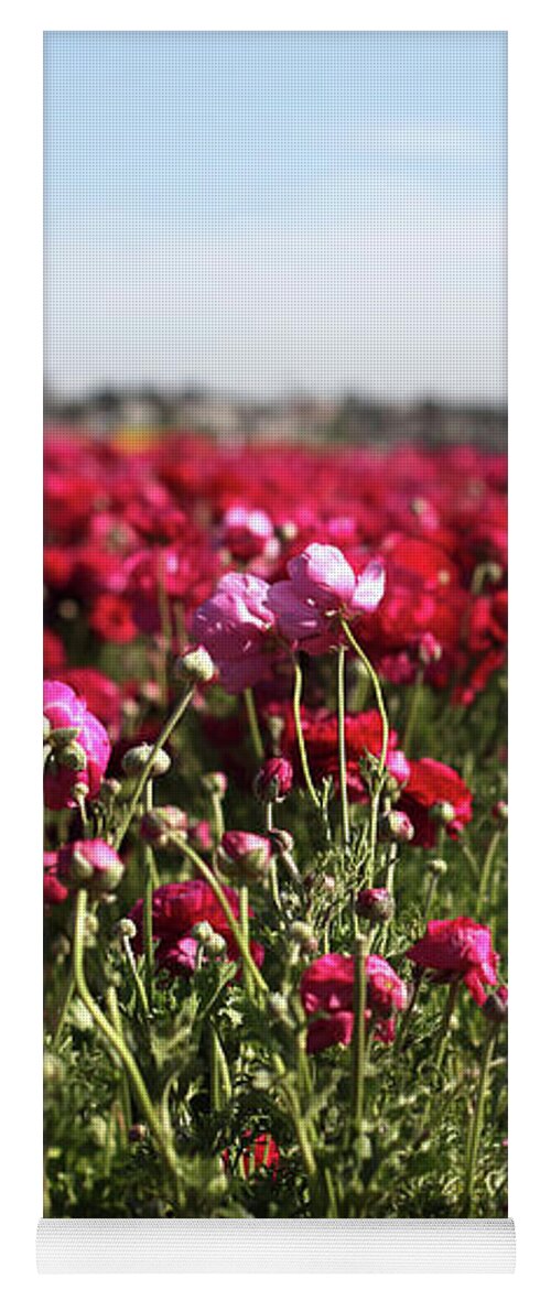 Ranunculus Yoga Mat featuring the photograph Ranunculus Field by Portraits By NC