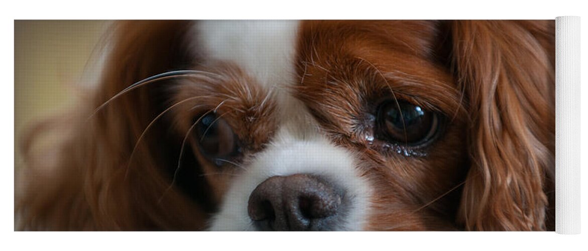 Cavalier King Charles Spaniel Yoga Mat featuring the photograph Ready for my Close Up by Dale Powell