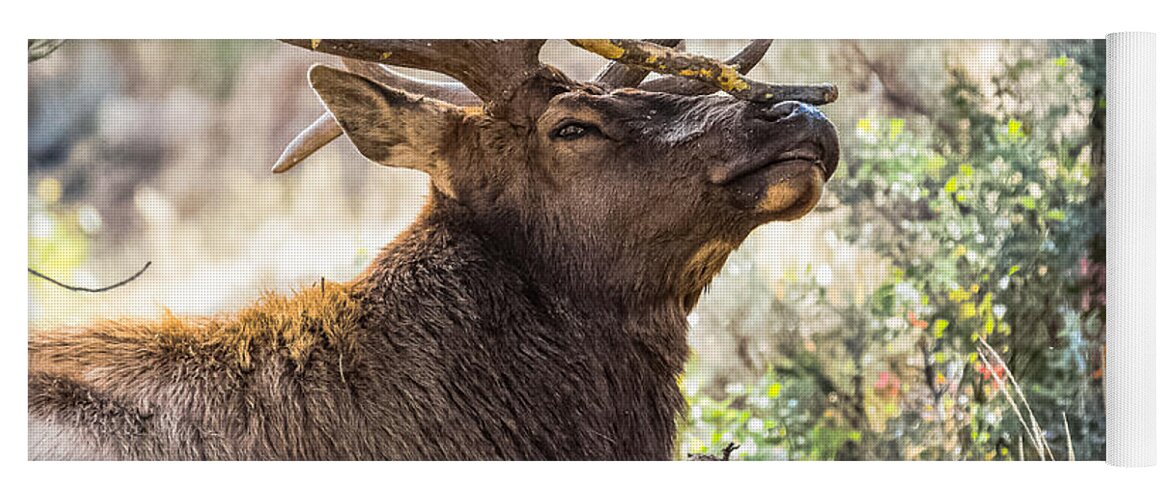 Bull Elk Yoga Mat featuring the photograph Ready For Rut by Yeates Photography