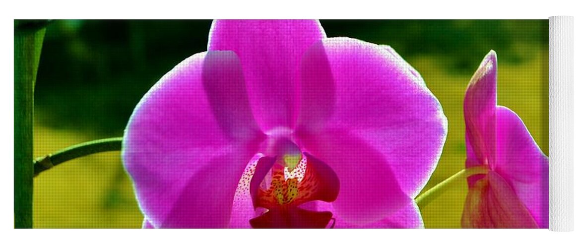 Orchid Yoga Mat featuring the photograph Rebirth of Orchid #3 by Eileen Brymer