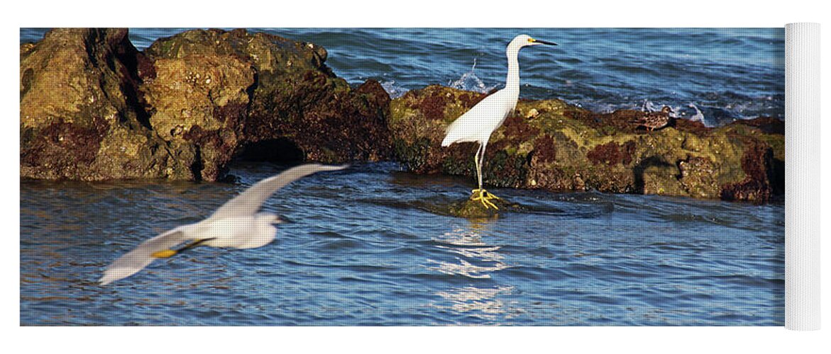 Snowy Egret Yoga Mat featuring the photograph Reclusive Rivals by Michiale Schneider