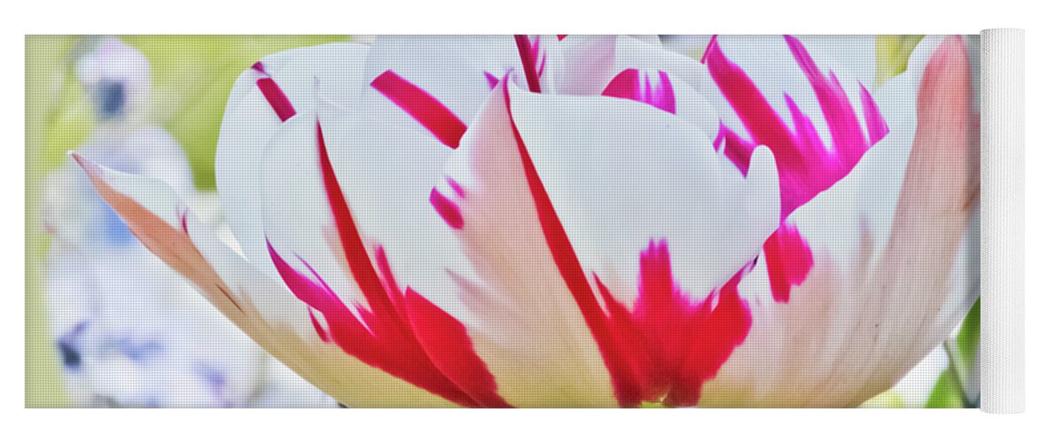 Red And White Tulip Yoga Mat featuring the photograph Red and White Tulip by Terri Waters