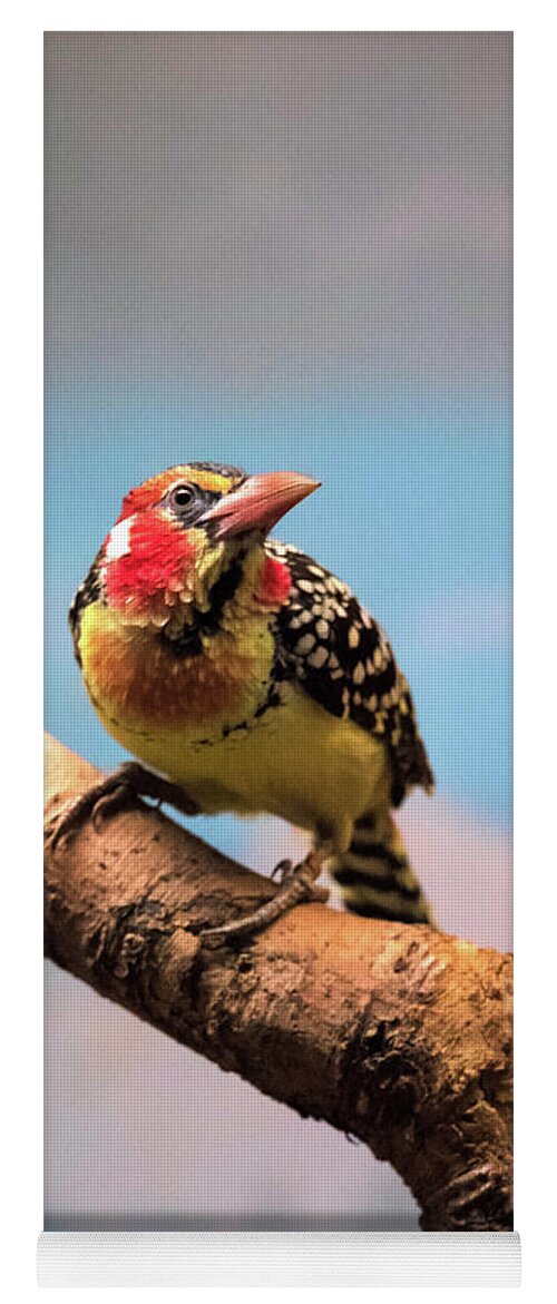 Nature Yoga Mat featuring the photograph Red and Yellow Barbet by Ed Taylor