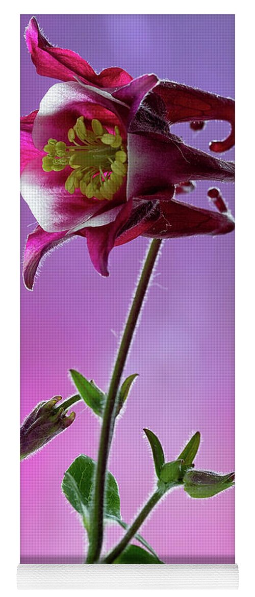 Floral Yoga Mat featuring the photograph Red Aquilegia 2 by Shirley Mitchell