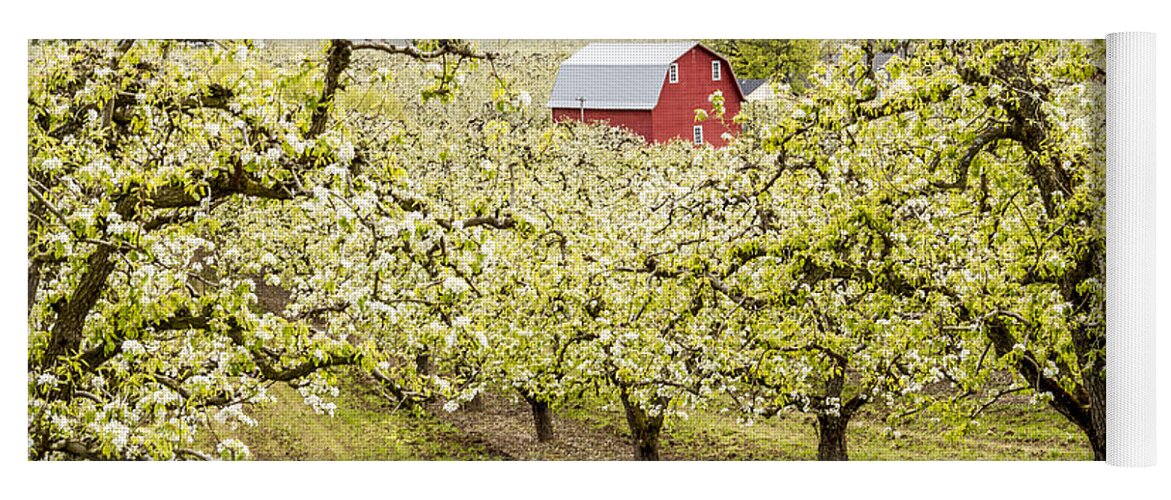Columbia River Gorge Yoga Mat featuring the photograph Red Barn in Pear Orchards by Teri Virbickis
