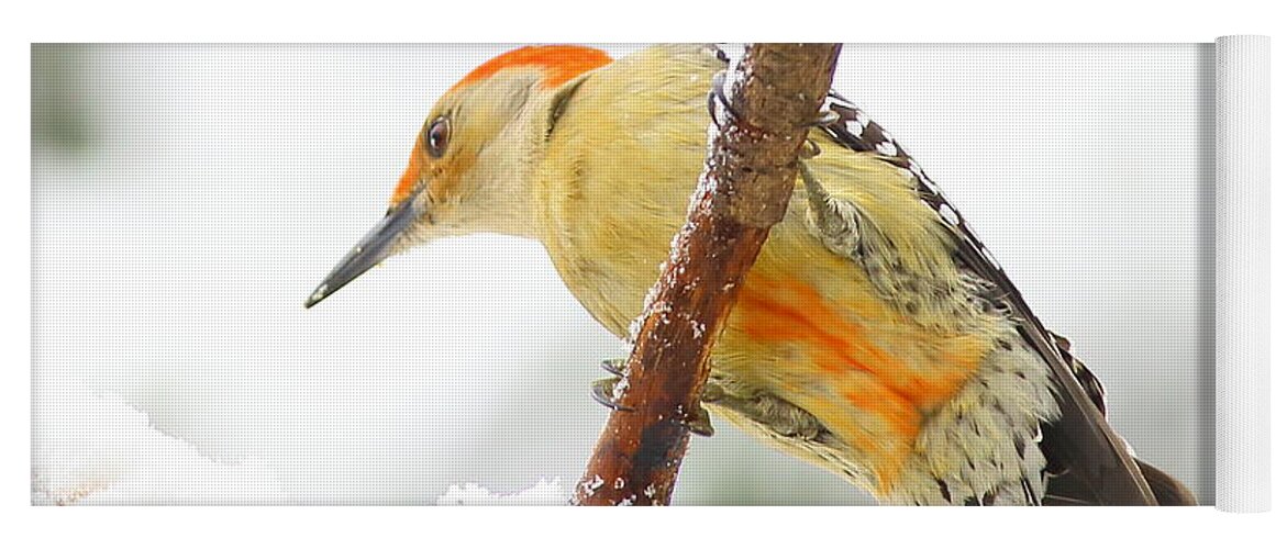 Red-bellied Woodpecker Yoga Mat featuring the photograph Red-bellied Woodpecker With Snow by Daniel Reed