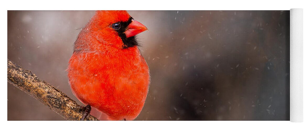 Animals Yoga Mat featuring the photograph Red Bird in the Snow by Rikk Flohr