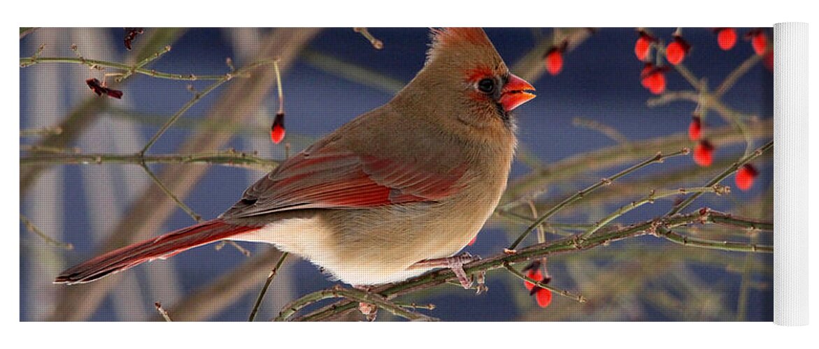 Cardinals Yoga Mat featuring the photograph Red Bird Red Fruit by Debbie Oppermann
